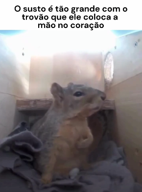 Eu quando estou dormindo e escuto um trovão kkkk